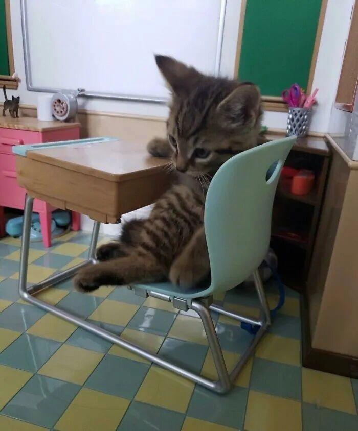 40次猫咪闯入最不合时宜的角落,却意外戳中人类心底柔软插图12 40次猫咪闯入最不合时宜的角落,却意外戳中人类心底柔软插图12