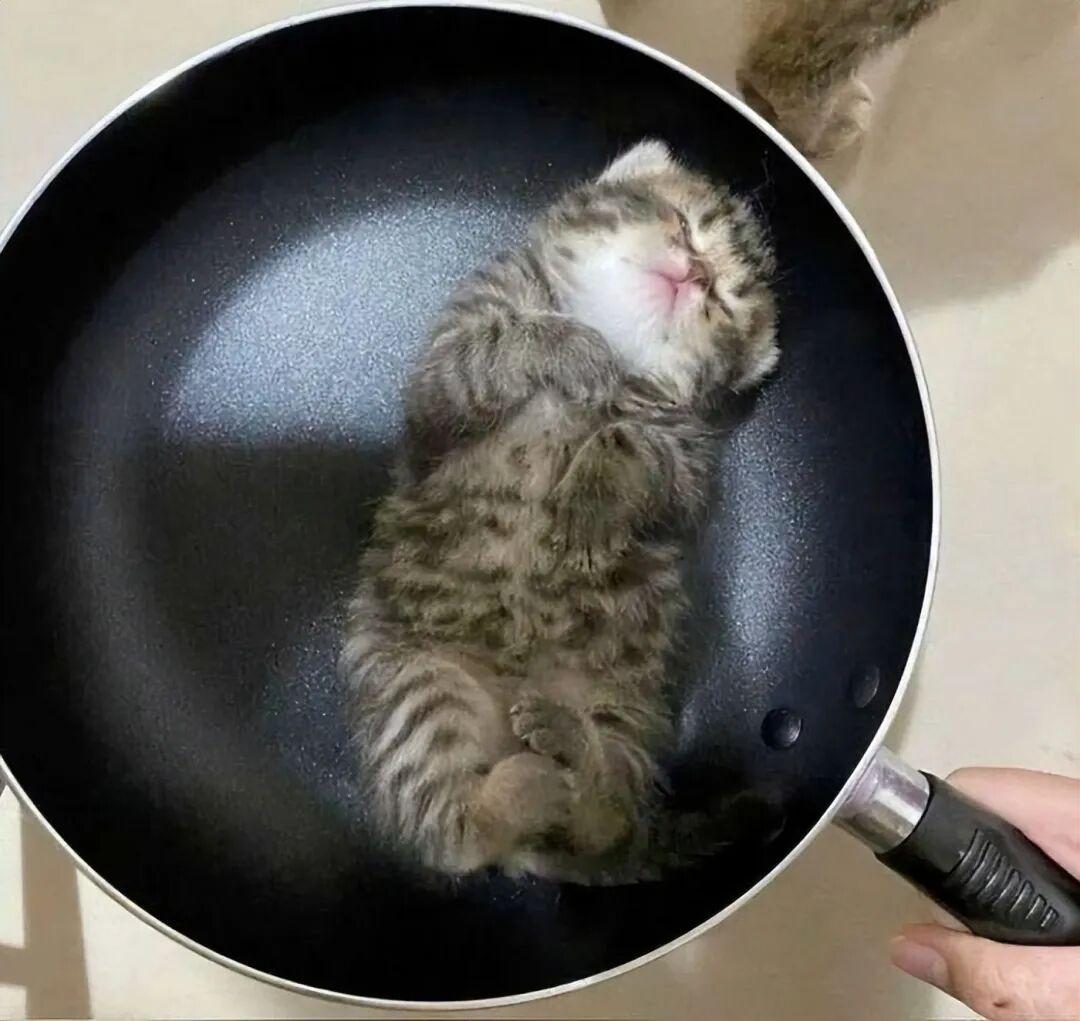 40次猫咪闯入最不合时宜的角落,却意外戳中人类心底柔软插图24 40次猫咪闯入最不合时宜的角落,却意外戳中人类心底柔软插图24