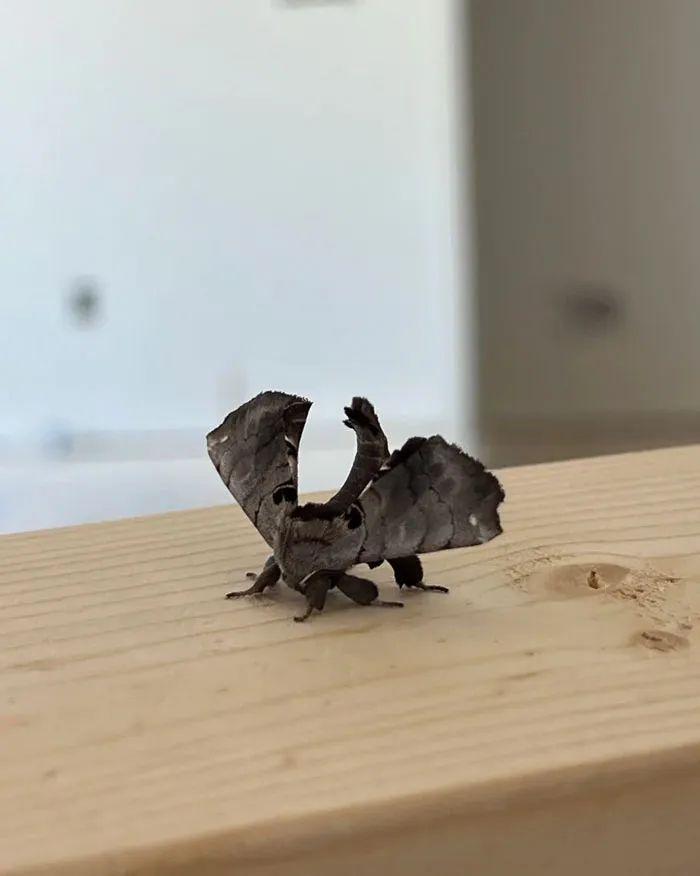 26种让人眼前一亮的昆虫