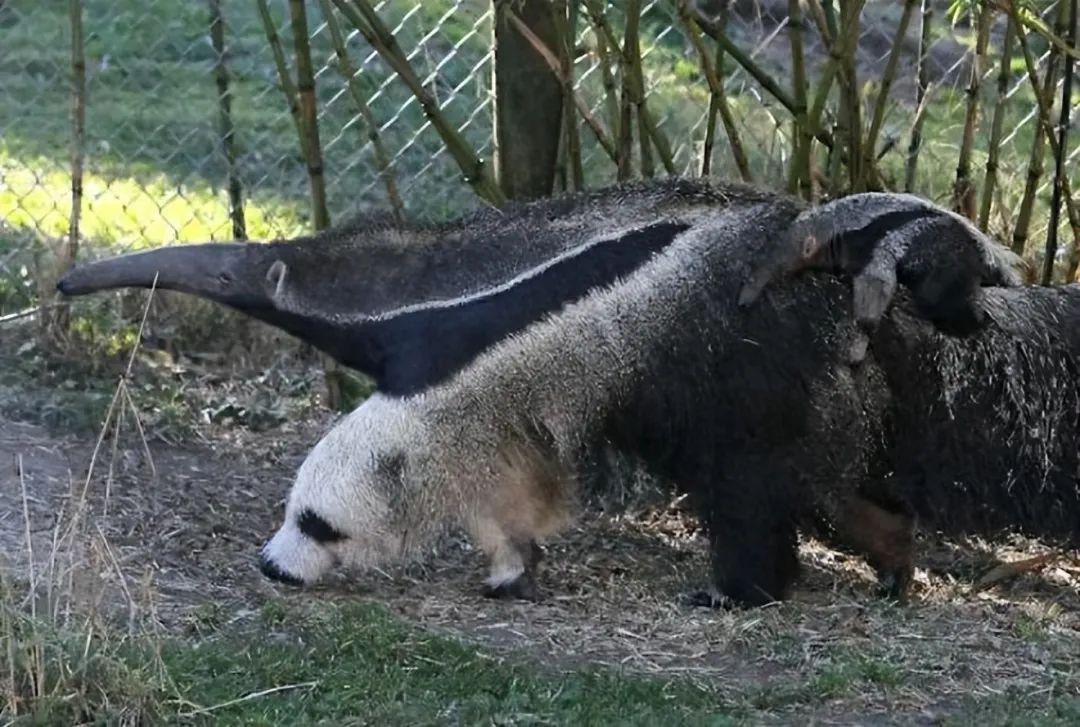 25张一眼会看错的照片:你看到的,可能根本不是事实!挑战一下?