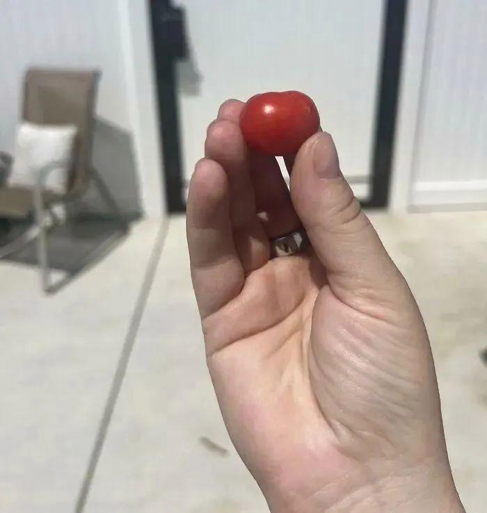38张搞笑又扎心的收获照:有人种出“拳头番茄”,有人收获一颗蓝莓