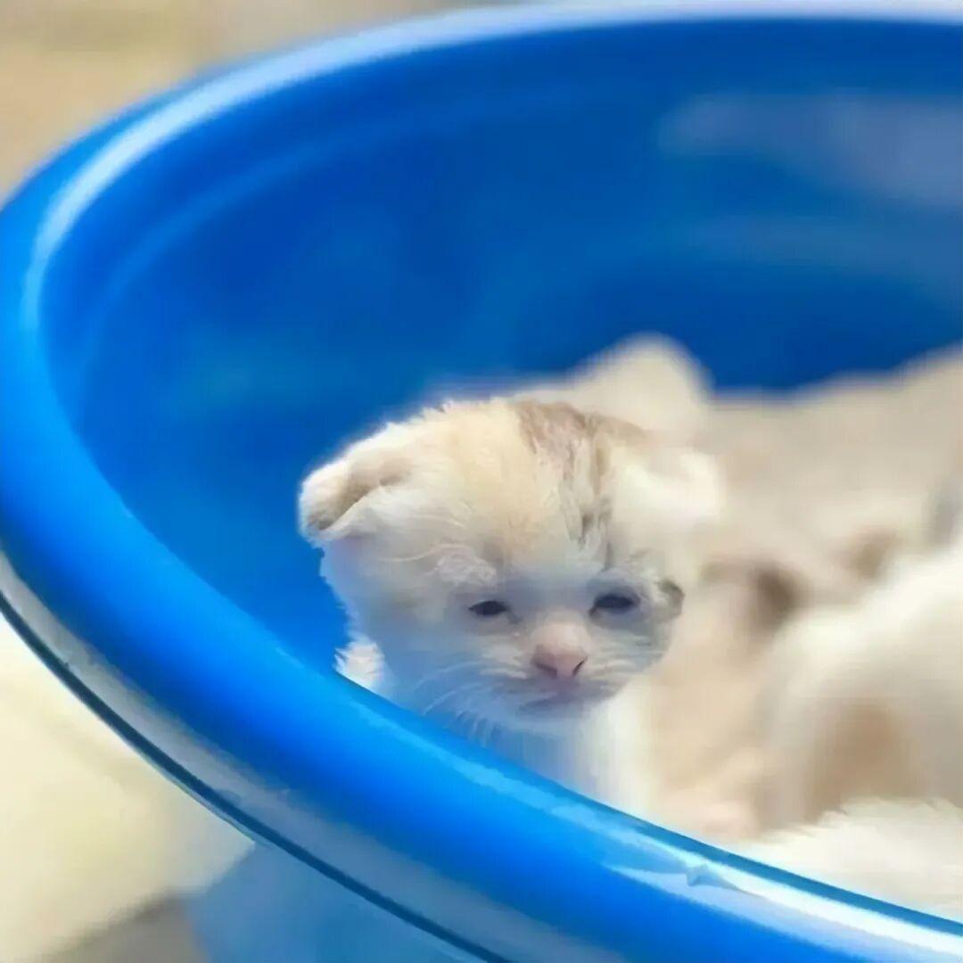 40次猫咪闯入最不合时宜的角落,却意外戳中人类心底柔软插图4 40次猫咪闯入最不合时宜的角落,却意外戳中人类心底柔软插图4