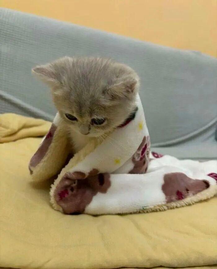 40次猫咪闯入最不合时宜的角落,却意外戳中人类心底柔软插图38 40次猫咪闯入最不合时宜的角落,却意外戳中人类心底柔软插图38
