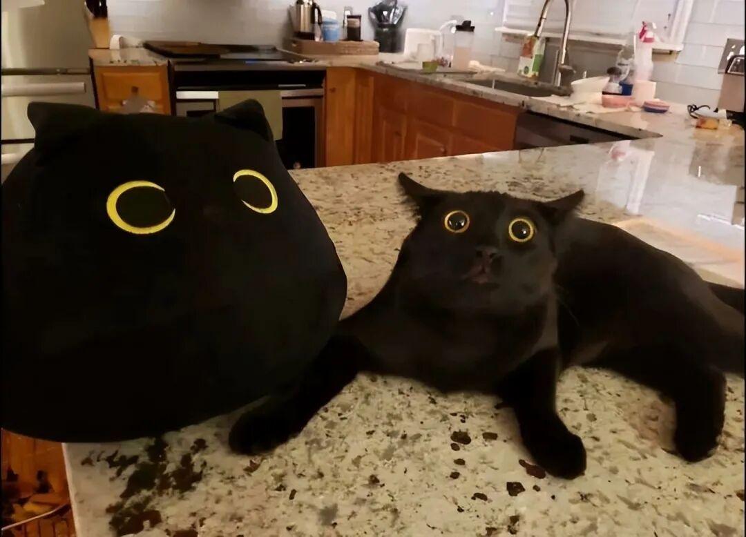 40次猫咪闯入最不合时宜的角落,却意外戳中人类心底柔软插图25 40次猫咪闯入最不合时宜的角落,却意外戳中人类心底柔软插图25