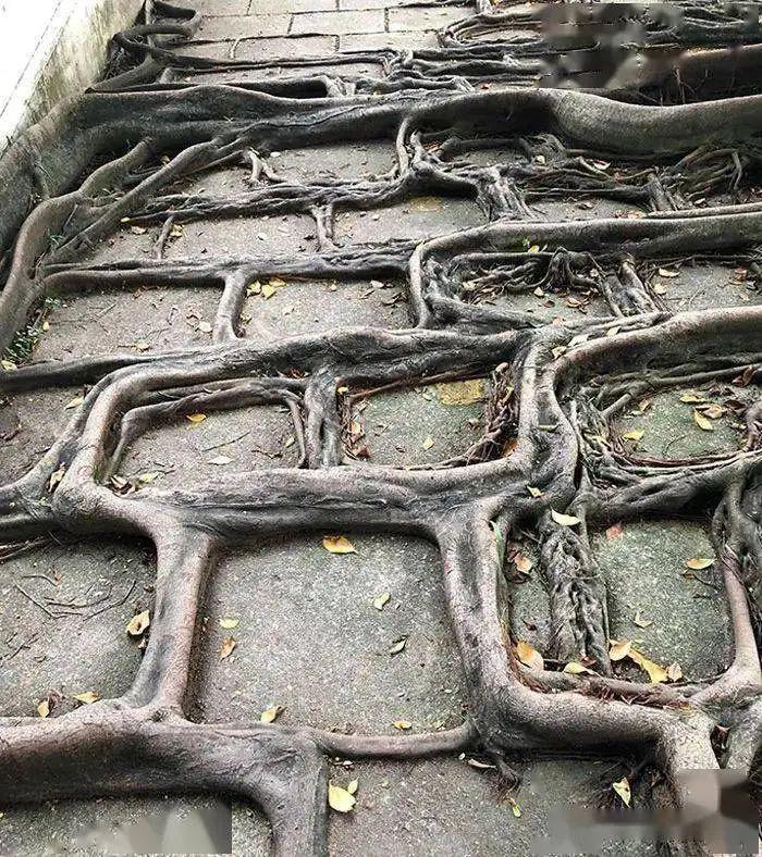 21个被自然“接管”的地方:人类消失后地球就是这样的!
