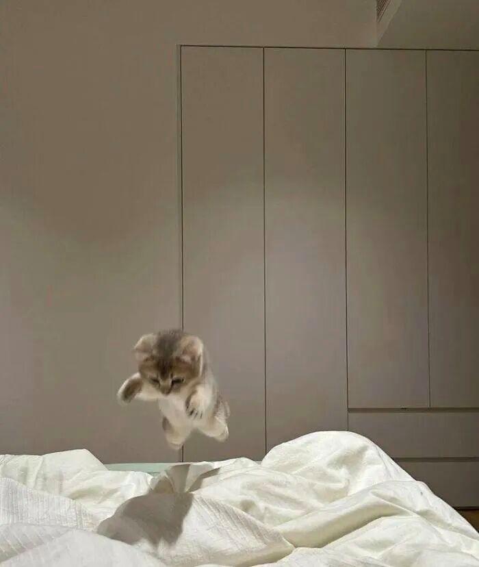 40次猫咪闯入最不合时宜的角落,却意外戳中人类心底柔软插图9 40次猫咪闯入最不合时宜的角落,却意外戳中人类心底柔软插图9