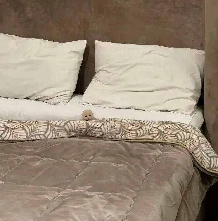 40次猫咪闯入最不合时宜的角落,却意外戳中人类心底柔软插图7 40次猫咪闯入最不合时宜的角落,却意外戳中人类心底柔软插图7