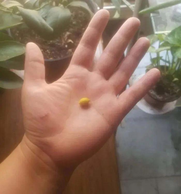 38张搞笑又扎心的收获照:有人种出“拳头番茄”,有人收获一颗蓝莓