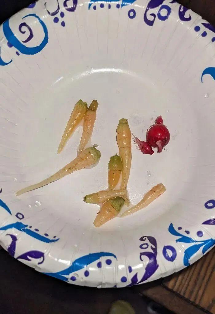 38张搞笑又扎心的收获照:有人种出“拳头番茄”,有人收获一颗蓝莓