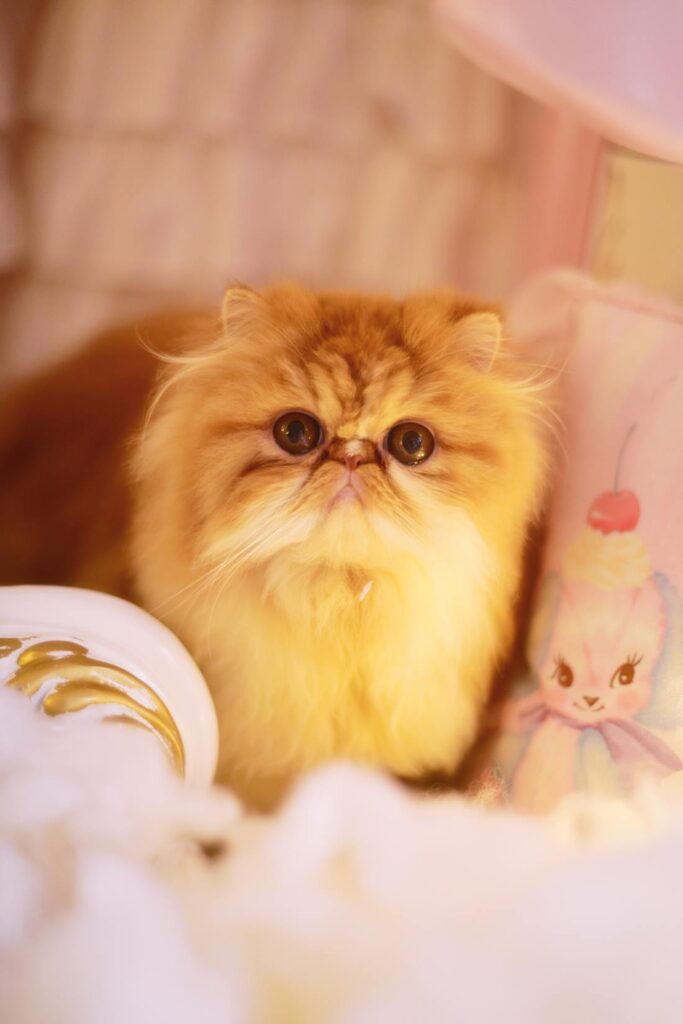 Coser鳗鱼霏儿 NO.013 猫 [20P/197MB]插图3