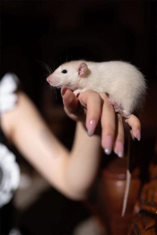 花铃 NO.026 – 马戏团芭蕾 吊带袜高叉[43P/324MB]-无料摄影圈