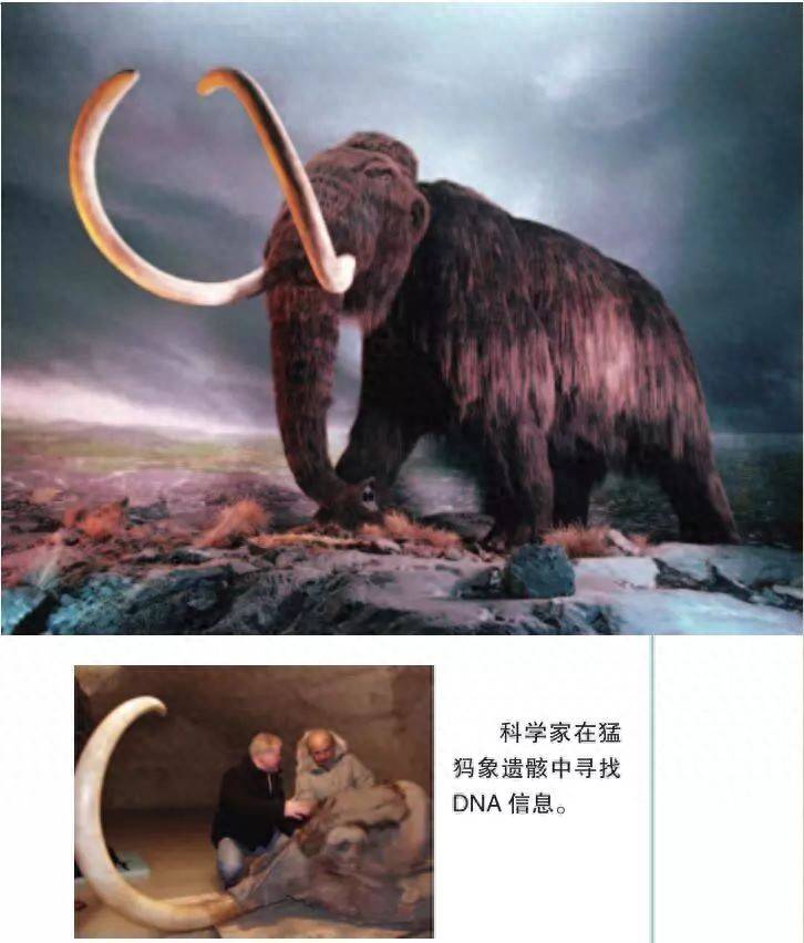 灭绝动物大复活-无料摄影圈